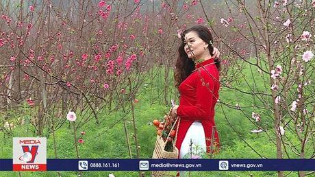 Vườn hoa đào thu hút người dân đến chụp ảnh