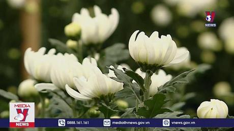 Người dân Tây Tựu kỳ vọng vào vụ hóa Tết 