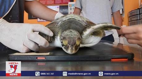 Giải cứu rùa xanh ăn phải rác thải nhựa
