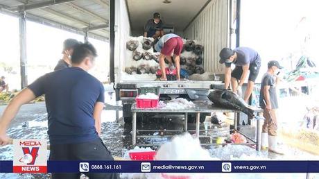 Ngư dân trúng đậm cá ngừ đại dương chuyến biển cuối năm