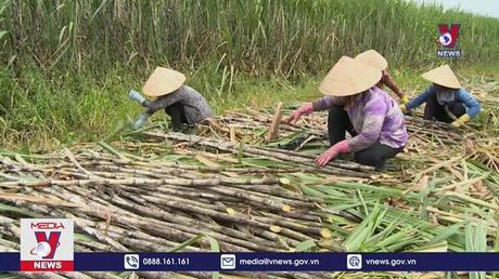 Điều tra việc đường mía vào Việt Nam né thuế

 