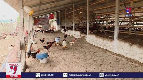 Nguồn cung thịt thương phẩm cho dịp Tết Nguyên đán