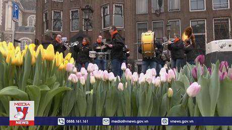 Đầu mùa hoa tulip trong thành phố Amsterdam