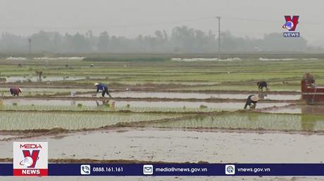 Khuyến cáo người dân tạm dừng cấy sớm