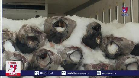 Giá cá ngừ đại dương cao kỷ lục