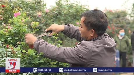 Làng hoa phải chuyển hướng sản xuất do dịch bệnh