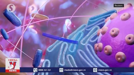 Các biến thể mới của virus SARS-CoV-2 có thể lây nhiễm ở chuột