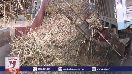 Tái diễn tình trạng tranh mua mía nguyên liệu tại Gia Lai