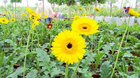 Mê Linh vùng đất thức