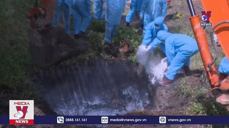 Trà Vinh công bố hết dịch bệnh viêm da nổi cục trên trâu, bò

