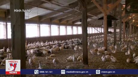 Hà Lan phát hiện 2 ổ dịch cúm gia cầm lớn