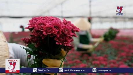 Xuất khẩu hoa trở lại thị trường Australia