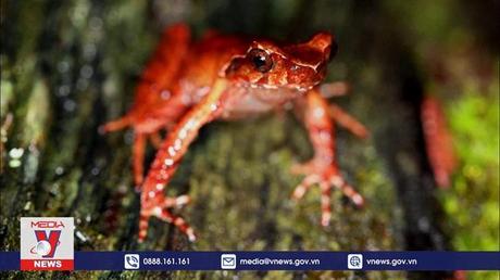 Phát hiện thêm nhiều loài mới ở khu vực sông Mekong