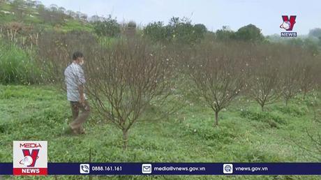 Thủ phủ hoa đào phai Hà Tĩnh vào vụ Tết