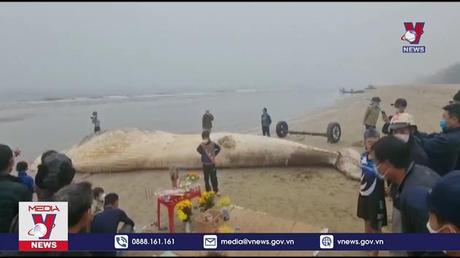 Xác cá voi 10 tấn dạt vào bờ biển Thanh Hóa