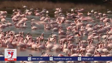 Đàn hồng hạc di cư đến Mumbai