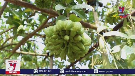 Làng Phật thủ ven đô tất bật ngày cận Tết