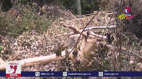 Hạt kiểm lâm Côn Đảo phát hiện người dân phá rừng phòng hộ

