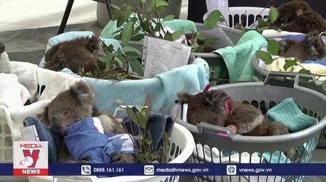 Australia chi 30 triệu USD bảo tồn gấu Koala