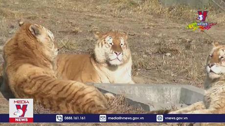 Chiêm ngưỡng hổ khoang vàng quý hiếm ở Trung Quốc