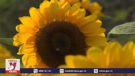 Rực rỡ sắc màu cánh đồng hoa hướng dương Thái Lan