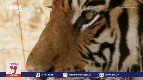 Hình tượng con hổ trong văn hóa Châu Á