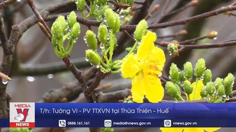 Sắc mai vàng bên phá Tam Giang