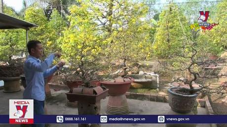 Làng nghề mai vàng Phước Định rộn rã đón Xuân