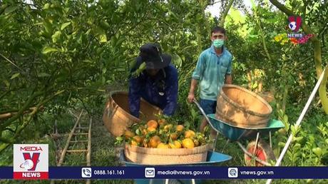 Thu hoạch quýt Lai Vung phục vụ Tết