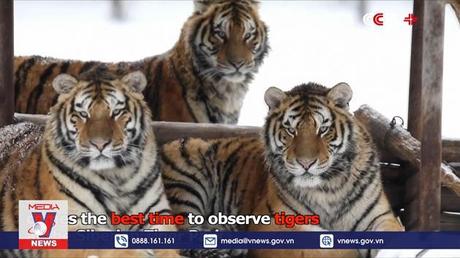 Những quốc gia chọn hổ làm biểu tượng