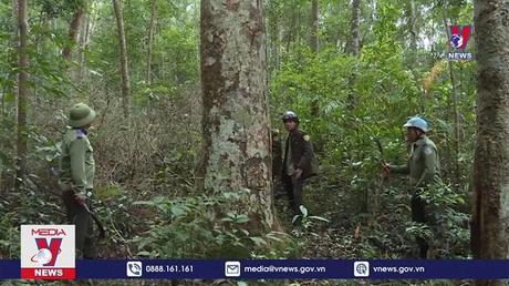 Gác đón xuân sang để giữ rừng