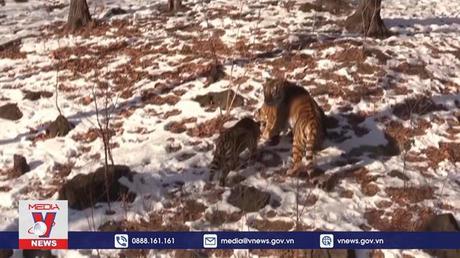 Tin vui cho loài hổ quý Amur ở Nga