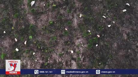 Phủ xanh rừng bằng máy bay không người lái