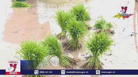 Khởi động vụ Xuân với thời tiết rét đậm 