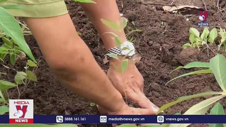 Mùa xuân là Tết trồng cây