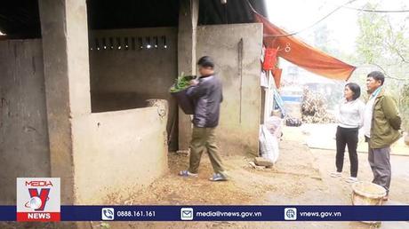 Lào Cai tích cực phòng chống rét cho đàn vật nuôi