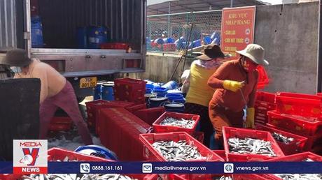 Ngư dân Quảng Ngãi trúng “lộc biển” đầu năm