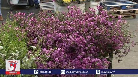 Mỹ cung ứng đủ hoa tươi dịp Valentine