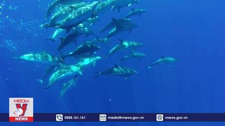 Indonesia nhấn mạnh tầm quan trọng của kinh tế xanh