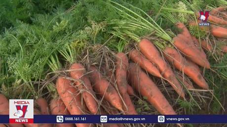 Hải Dương lần đầu tiên tổ chức lễ hội thu hoạch cà rốt

