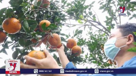 Tuyên Quang tiêu thụ 60.000 tấn Cam sành Hàm Yên