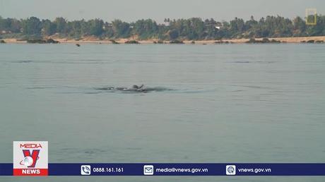 Cá heo nước ngọt Irrawaddy tuyệt chủng