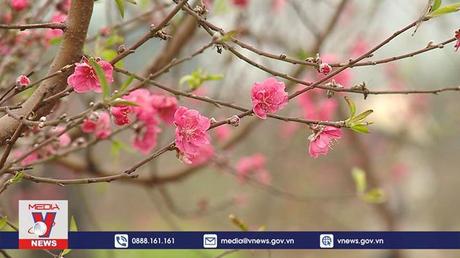 Đào La Cả nở muộn