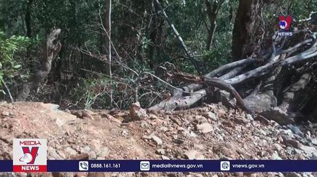 Bộ Quốc phòng kiểm tra vụ phá rừng tại Tây Nguyên