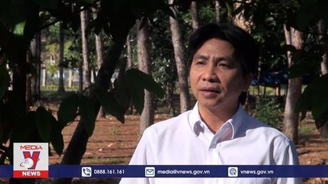 Nhà nông Bình Phước ‘đỏ mắt’ tìm người hái hồ tiêu