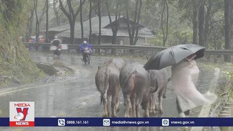 Vùng cao Lào Cai đưa gia súc đi tránh rét