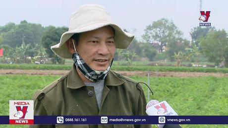 Cây vụ Đông được mùa được giá