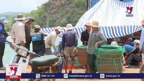 Kẹt tại cửa khẩu, giá tôm hùm giảm mạnh