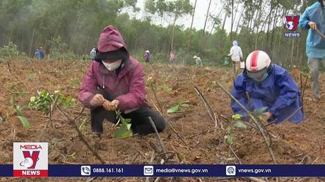 Quảng Trị trồng mới 5,6 triệu cây quế và hơn 4 nghìn cây bóng mát