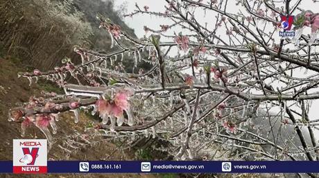 Băng giá xuất hiện trên diện rộng ở Cao nguyên đá Đồng Văn